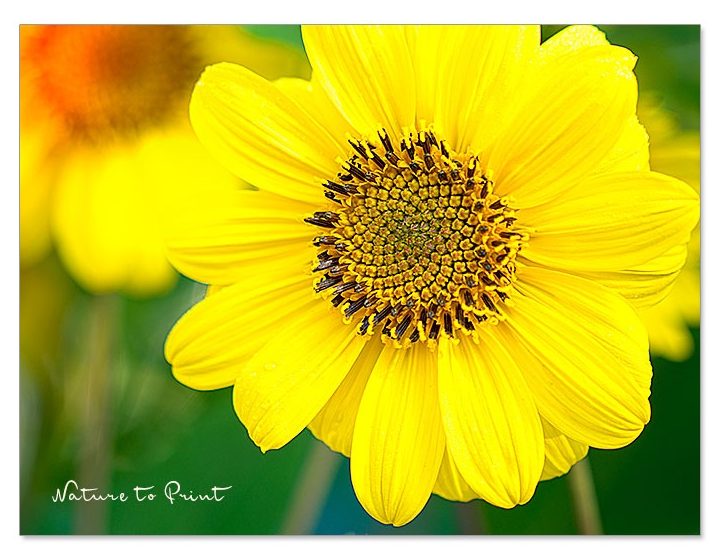 Staudensonnenblume Helianthus 'Triomphe de Grand' Staudensonnenblumen im Garten, 'Triomphe de Gand'