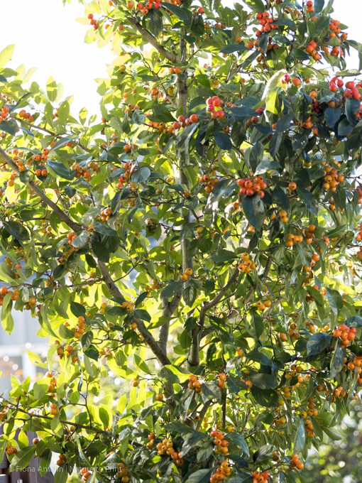 Hausbaum Apfeldorn. Er trägt bis Dezember seine ledrigen Blätter und roten Äpfelchen