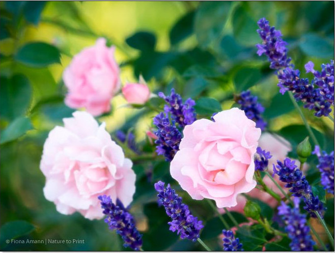 Lavendel und Rose Sommerwind blühen gemeinsam in der Gartenmauer - Dank eines Gärtnertricks