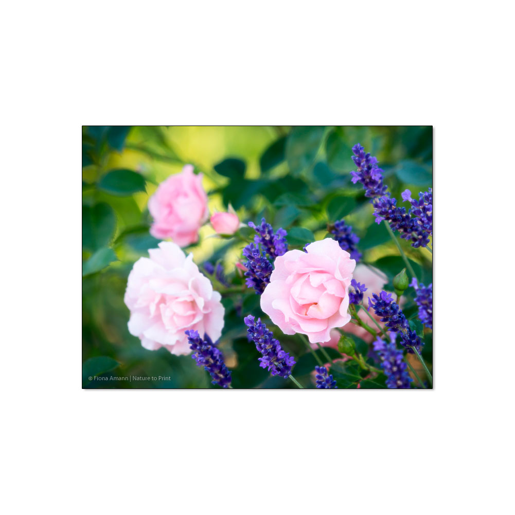 Lavendel und Rose Sommerwind blühen gemeinsam in der Gartenmauer - Dank eines Gärtnertricks