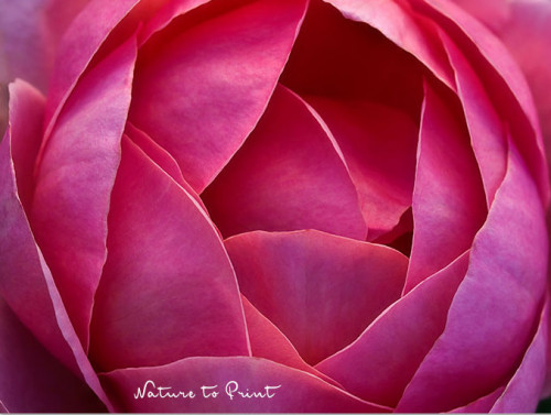 Päonienrose Brother Cadfael, Makroaufnahme