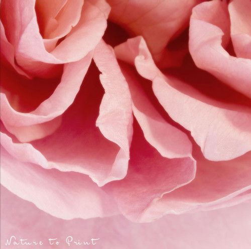 Rose Brother Cadfael, Makroaufnahme