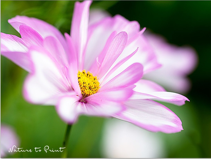 Farbharmonie im Garten mit Rosa Sommerblume Schmuckkörbchen / Cosmea