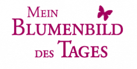Mein Blumenbild des Tages. Schöne Blumen, Gartentipps & Wissenswertes aus 4 Jahrzehnten Praxis im Blumengarten. Mein Blumenbild des Tages. Schöne Blumen, Gartentipps & Wissenswertes aus 4 Jahrzehnten Praxis im Blumengarten.