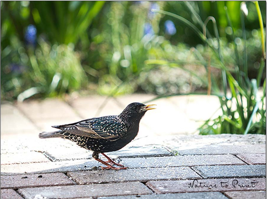 Vögel ganzjährig füttern. Der Star ist ein Zugvogel. Kommt er aus Afrika zurück, sucht er überall nach Futter. Vögel ganzjährig füttern. Der Star ist ein Zugvogel. Kommt er aus Afrika zurück, sucht er überall nach Futter.
