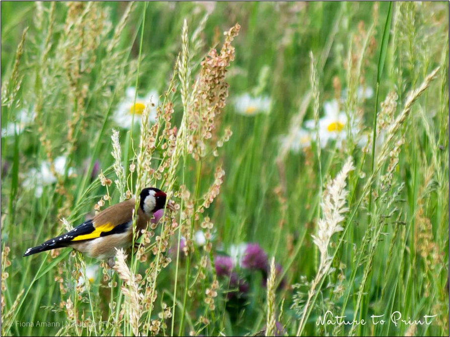 Vögel ganzjährig füttern | Der Distelfink / Stieglitz findet längst nicht überall so viel natürlich gewachsenes Futter wie in dieser Blumenwiese Vögel ganzjährig füttern | Nach der Mahd bietet die Blumenwiese monatelang kein Futter mehr für den Diestelfink / Stieglitz.