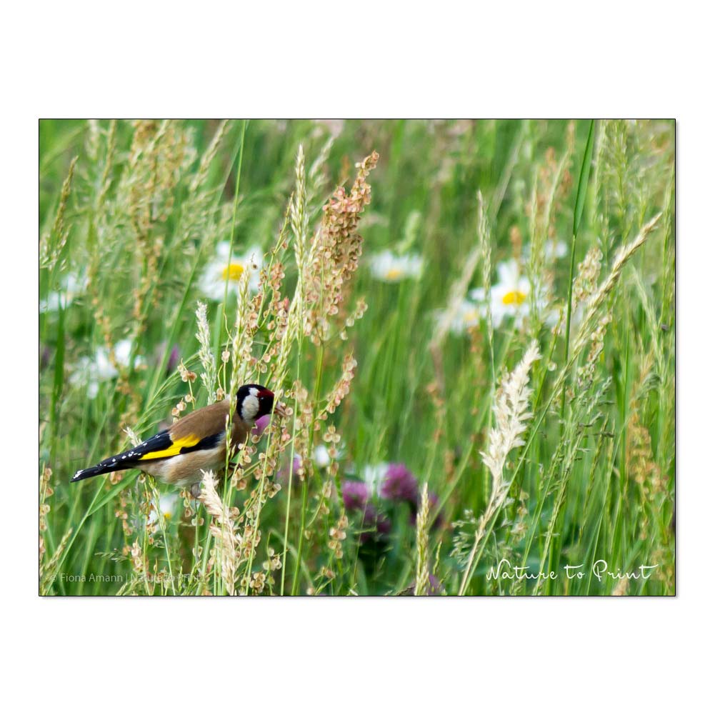 Vögel ganzjährig füttern | Nach der Mahd bietet die Blumenwiese monatelang kein Futter mehr für den Diestelfink / Stieglitz.