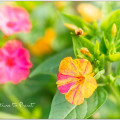 Wunderblume Mirabilis säen, pflegen & überwintern. 5 Bunte Wunderblume Mirabilis im Garten von Nature to Print