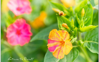 Wunderblume Mirabilis säen, pflegen & überwintern.