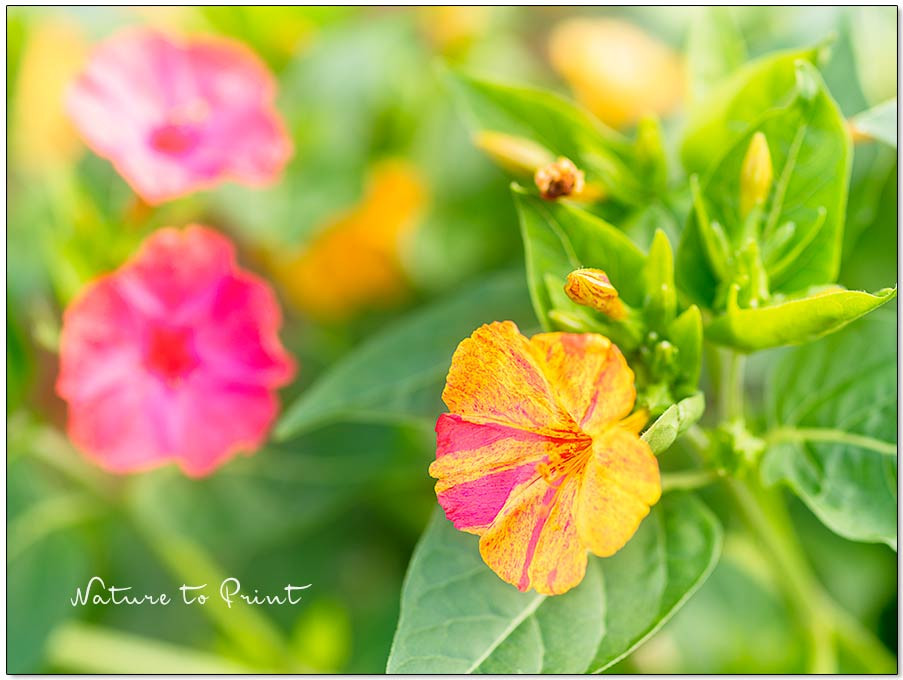 Bunte Wunderblume Mirabilis im Garten von Nature to Print