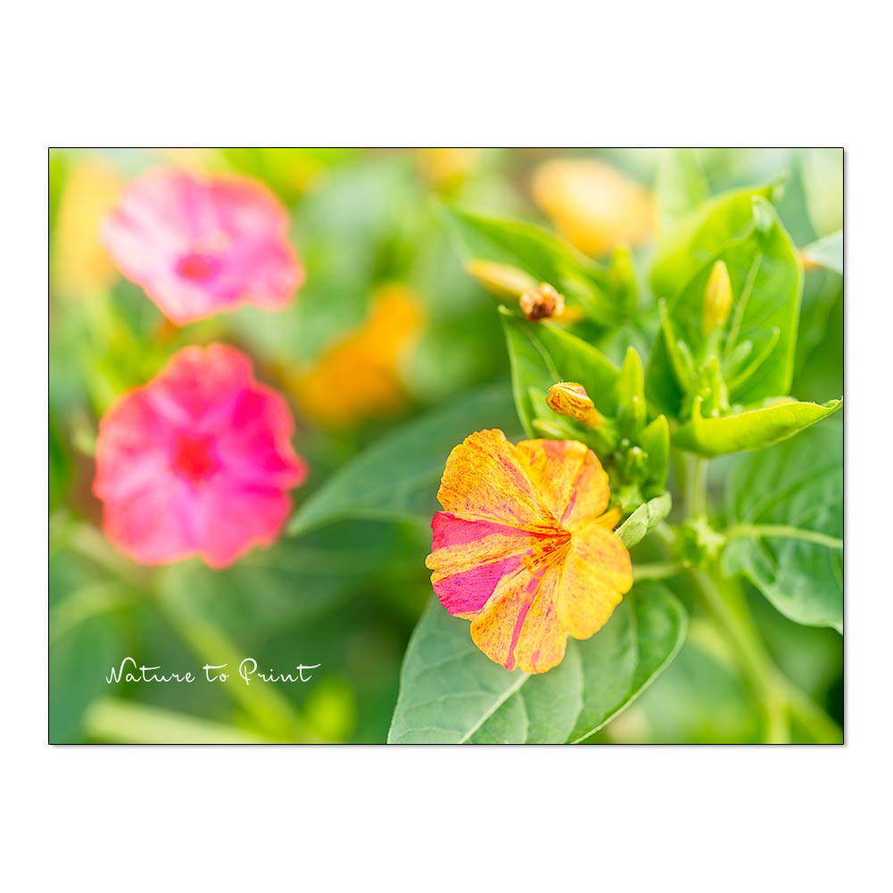 Bunte Wunderblume Mirabilis im Garten von Nature to Print