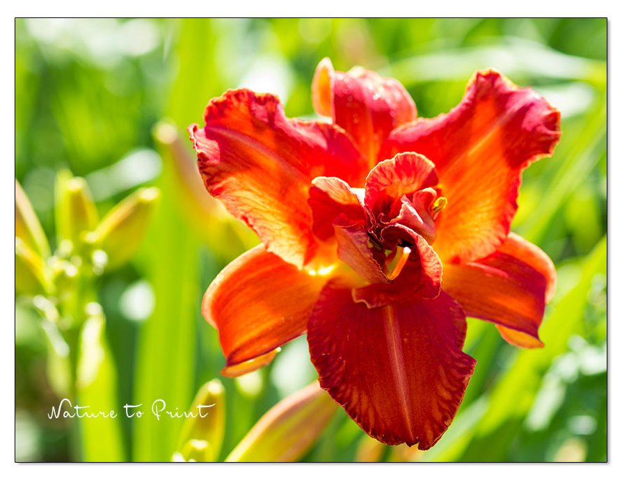 Pflanzen für Senioren | Pflegeleichte Taglilien gehören dazu Pflanzen für Senioren | Pflegeleichte Taglilien gehören dazu