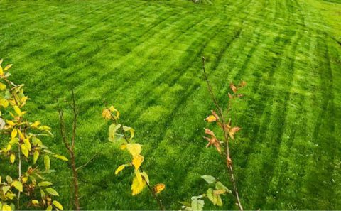 Rasenpflege im Frühling. So einfach werden Wiese & Rasen fit