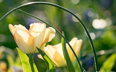 Auch Blumenzwiebeln brauchen Dünger. Wann, welchen & warum?