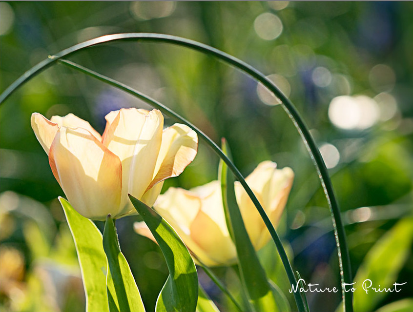 Blumenzwiebeln düngen. Wie, womit und wann?