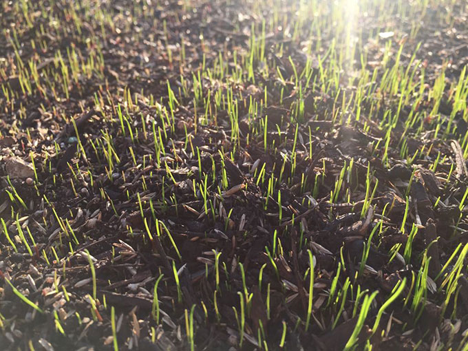 Rasenpflege im Frühling: Bei Wärme und ausreichend Feuchtigkeit keimt Rasen sehr schnell