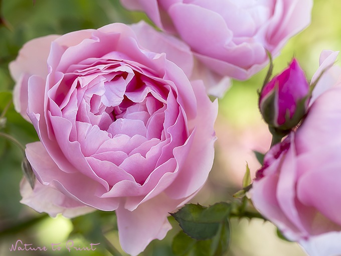 Rosenadressen: Rosenzücher, Rosenschulen und Rosenhändler | Austin Rose Alnwick Castle 
