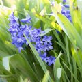 Frühblüher nach der Blüte einfach lassen oder kontrollieren? 3 Frühblüher pflegen nach der Blüte