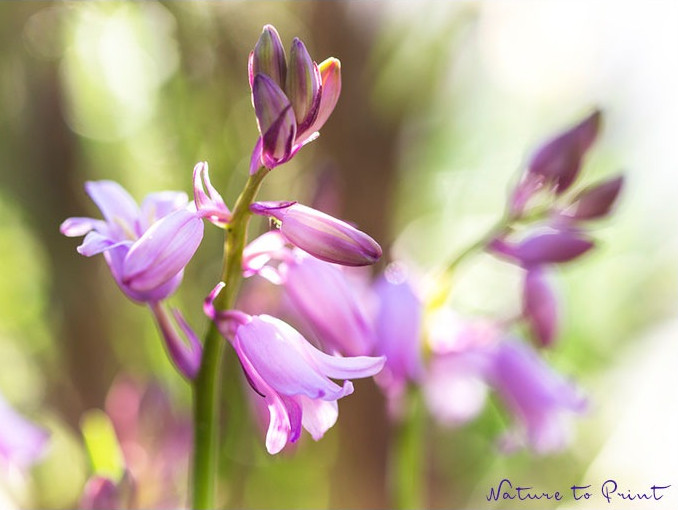 Rosa Bluebells, auch englische Hyazinthe, verwildert gerne im Garten