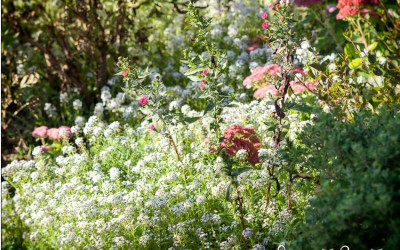 Duftsteinrich, Bodendecker, Superheld und Dauerblüher für trockene, sonnige Standorte
