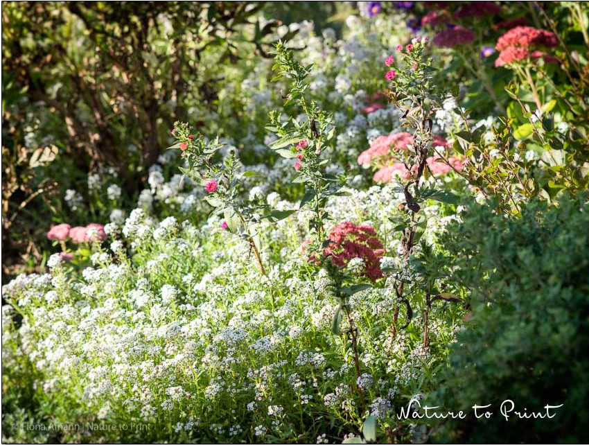 Duftsteinrich, Bodendecker, Superheld und Dauerblüher für trockene, sonnige Standorte