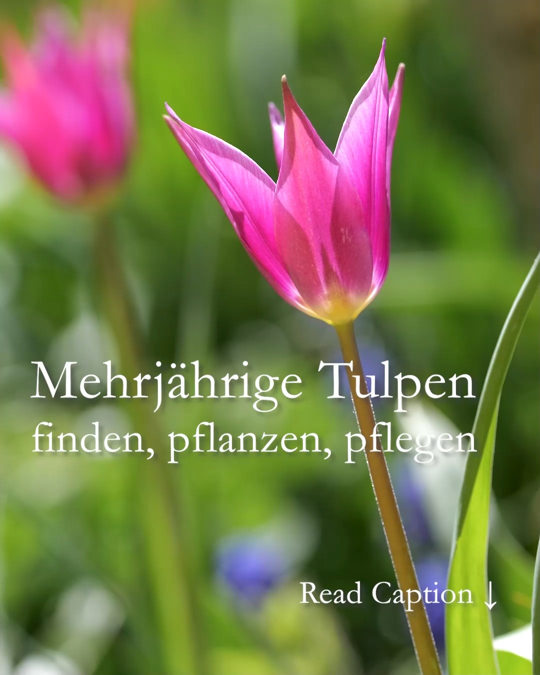 Mehrjährige Tulpen finden, pflanzen, pflegen
Ob eine Tulpe jedes Jahr aufs Neue blüht hängt ab von 3 Faktoren:
1. Sorte 
2. Standort
3. Pflege
Die meisten Tulpen, die massenhaft beim Discounter oder im Baumarkt verkauft werden, blühen nur ein einziges Mal. Eine schöne kurze Blüte und damit haben sie ihre Pflicht und Schuldigkeit getan. 
Mehrjährige Tulpen verhalten sich dagegen wie Stauden. Einmal am richtigen Standort gesetzt blühen sie Jahr für Jahr. Dazu zählen:
• Wildtulpen, wie Sylvestris, Sterntulpe Tarda, Lilac Wonder (…) 
• Fosteriana-Tulpen, wie Purissima, Juan, Oranger Kaiser, Roter und Weißer Kaiser (…) 
• Darwin-Hybriden, wie Ad Rem, Apricot Impression, Beauty of Spring (…)
• Lilienblütige Tulpen, wie Purple Dream, Marietta, Ballerina (…)
• Viridflora Tulpen, wie Spring Green, China Town, Esperanto (…)
Der richtige Standort ist sonnig, hat einen sehr gut drainierten Boden ohne Staunässe. Je trockener Tulpenzwiebeln den Sommer über stehen, desto besser. 
Die richtige Pflege zur richtigen Zeit: 
+ Düngen Sie Tulpen sobald im Frühjahr das erste Grün zu sehen ist mit mineralisch-organischen Blumenzwiebel-, Stauden-, oder Tomatendünger. Hornspäne sind nicht geeignet, weil sie Nährstoffe zu langsam freigeben.
+ Schneiden Sie den Blütenstängel verblühter Tulpen oberhalb des 1. Blattes ab. 
+ Lassen Sie jedoch die Blätter solange stehen bis sie von allein verwelkt sind.
Tulpen richtig pflanzen zur richtigen Zeit:
Setzen Sie Tulpenzwiebeln erst wenn die Blätter von den Bäumen fallen. Der Boden sollte unter 10 Grad sein, damit die Zwiebeln nicht vorzeitig austreiben. Gute Tulpenzwiebelhändler aus den Niederlanden liefern genau zur richtigen Zeit.
Im Blog: Mehrjährige Tulpen, Sorten, & schöne Pflanzpartner
https://www.wo-blumenbilder-wachsen.de/dauerhafte-tulpen-pflanzen-pflegen/
Kurzlink: https://www.insbeet.de/dauerhafte_tulpen
#Tulpen #Tulips # Frühlingsboten #Gartentipps #zwiebelblumen #herbst #gartenwissen