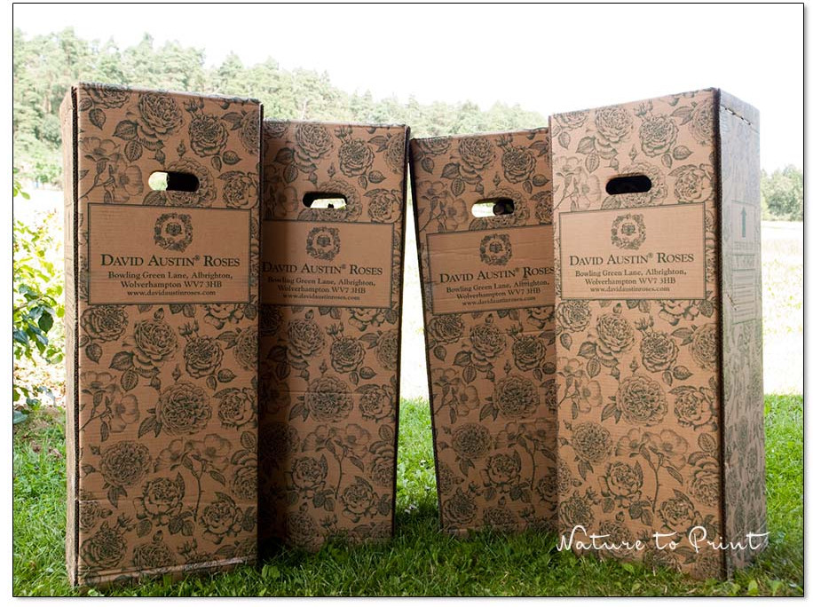 So sehen stabile Versandkartons für Containerrosen aus. Diese Qualität kommt bei Rosenliebhabern immer gut an.