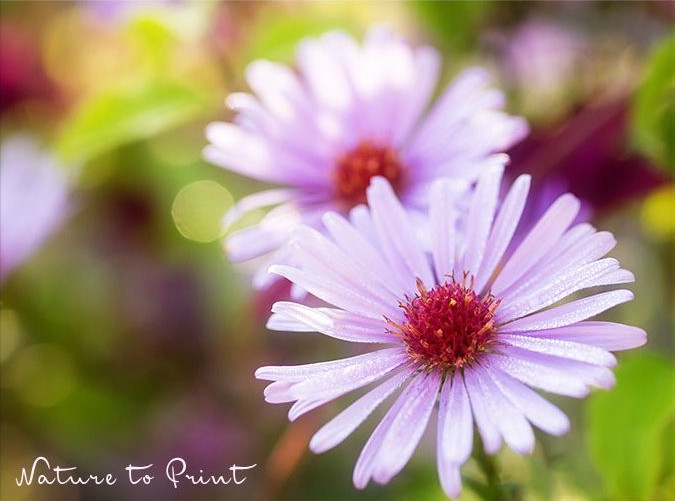 Erst blühen Margeriten im Beet, danach folgen jede Menge Astern Blumenbild "Spaß mit Astern" auf Leinwand oder Kunstdruck
