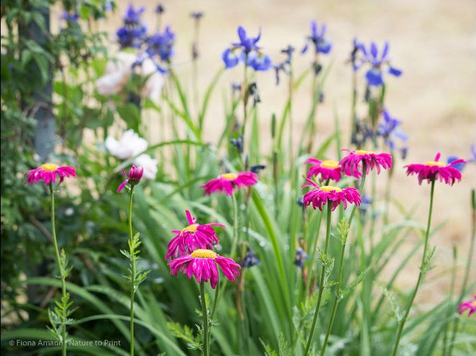 Bunte Margeriten blühen vor blauer Wieseniris im Garten von Nature to Print Bunte Margeriten blühen vor blauer Wieseniris im Garten von Nature to Print