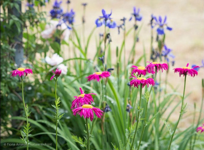 Bunte Margeriten blühen vor blauer Schwertlilie Bunte Margeriten blühen vor blauer Schwertlilie