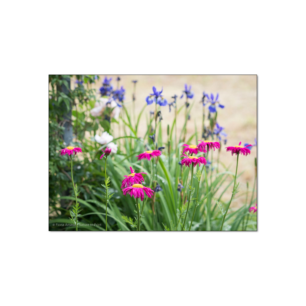 Bunte Margeriten blühen vor blauer Wieseniris im Garten von Nature to Print
