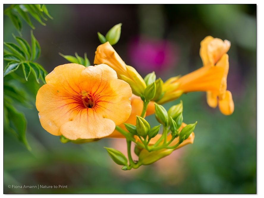 Winterfeste Kletterpflanze Campsis, Trompetenbaum, 'Summer Jazuz Gold Trumpet' bzw Takarazuka Yellow blüht im August. Winterfeste Kletterpflanze Campsis, Trompetenbaum, 'Summer Jazuz Gold Trumpet' bzw Takarazuka Yellow blüht im August.