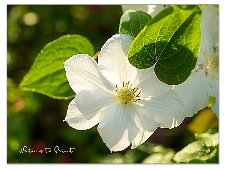 Clematis retten | Weiße Clematis blüht