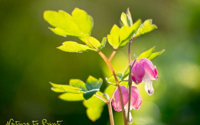 Blühzeiten von Blumen ändern sich. Was nun?