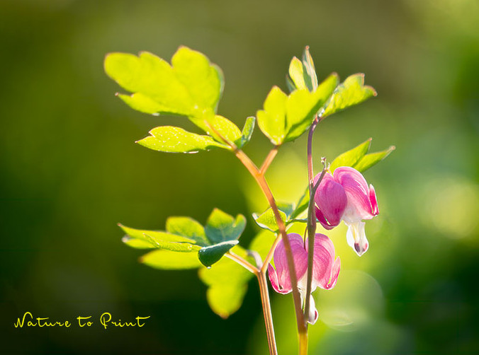 Blühzeiten von Blumen ändern sich. Was nun?