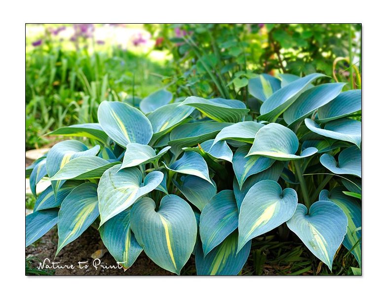 Rosen unterpflanzen mit der Schnecken resistenten Hosta June. Im Hintergrund Austin-Rose Mary Rose https://www.wo-blumenbilder-wachsen.de/einjaehriger-rittersporn-mein-neuer-freund-und-gartenheld/