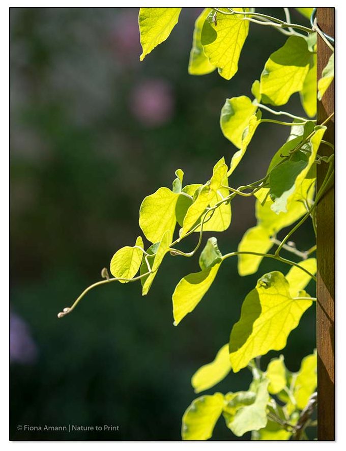 Kleine Pfeifenwinde am Holzpfosten an der Terrasse. Aristolochia tomentosa Kleine Pfeifenwinde am Holzpfosten an der Terrasse. Aristolochia tomentosa