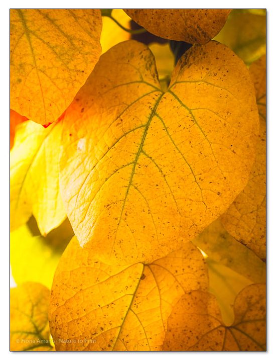 Winterfeste Kletterpflanze: Große Pfeifenwind im goldenen Herbstkleid Winterfeste Kletterpflanze: Große Pfeifenwind im goldenen Herbstkleid