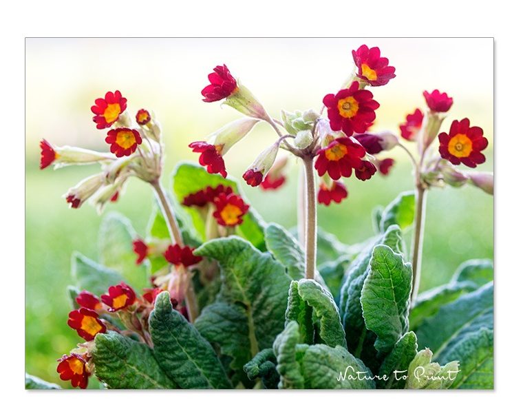 Rosen unterpflanzen im Frühling: Gartenprimeln passen sehr gut vor und neben Rosen