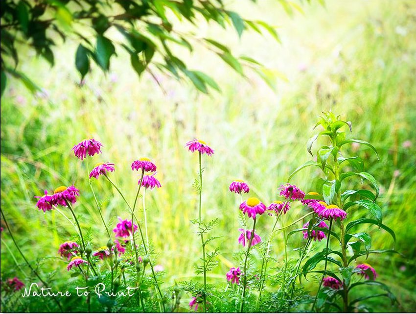 Bunte Margeriten leuchten am Ende des Gartens von Nature to Print