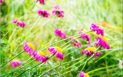 Bunte Margeriten, pflegeleichte Stauden mit Fernwirkung