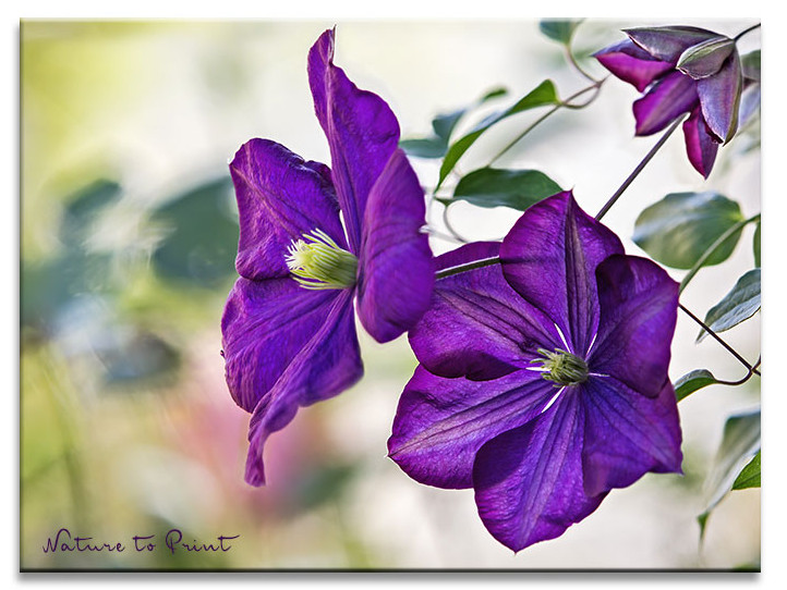 Blumenbild auf Leinwand: Clematis Jackmanii