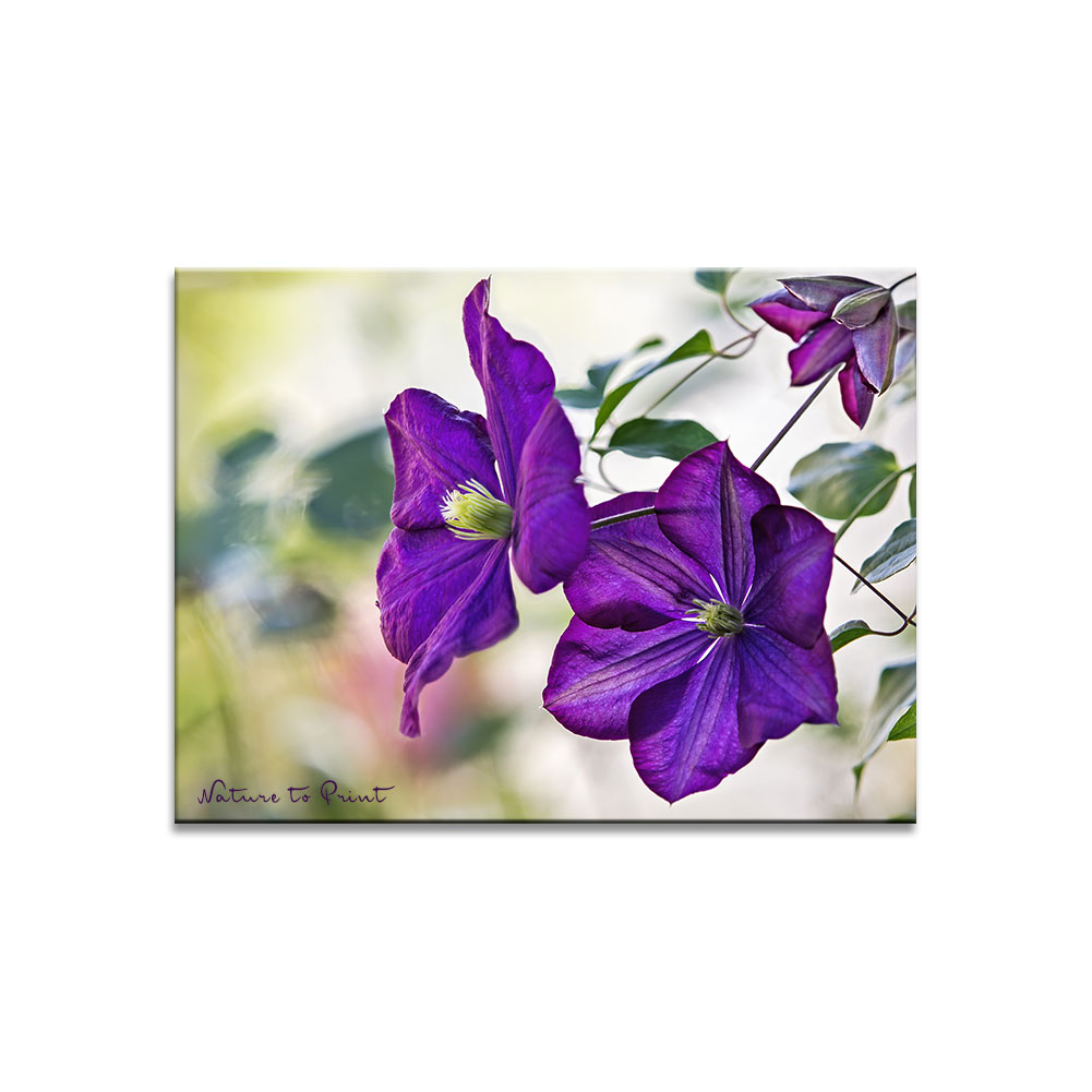 Blumenbild auf Leinwand: Clematis Jackmanii