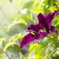 Verletzte Clematis retten. 1 Lifehack für den Garten. Clematis retten | Weinrote Clematis Warsaw Nike