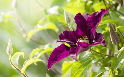 Clematis retten | Weinrote Clematis Warsaw Nike