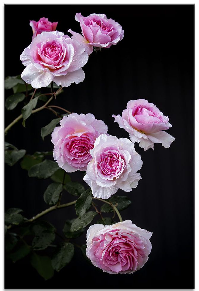 Kletterrose James Galway wird richtig groß und gewaltig. Sie braucht guten Halt und einen regelmäßigen Schnitt. Kletterrose James Galway wird richtig groß und gewaltig