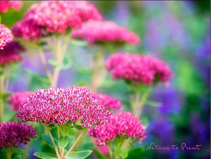 Fetthenne Sedum spectabile mit kräftig rosa Blüten