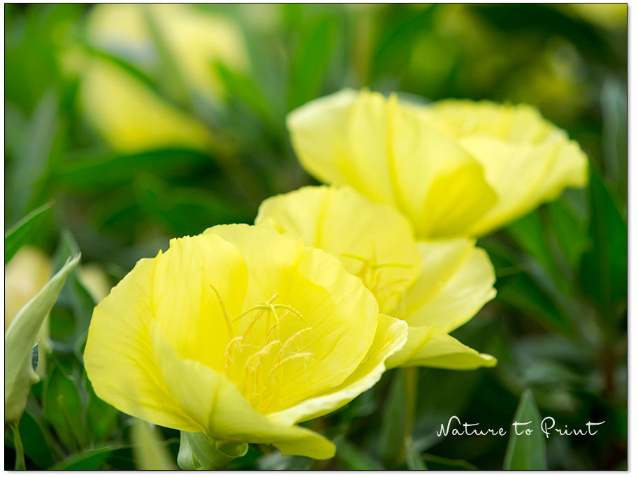 Niedrige Polster-Nachtkerze mit leuchtend gelben Blüten lockt abends nachtaktive Falter an.
