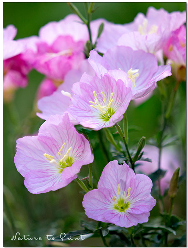 Rosa Niedrige Nachtkerze