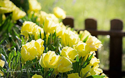 Polster-Nachtkerze Missouri. Expertin für trockene, sonnige Standorte
